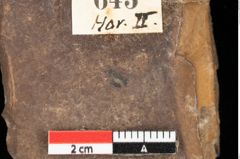 Foto (Detailansicht) von Myrica lignitum Unger (NHMW-GEO-2024-0188-0645)